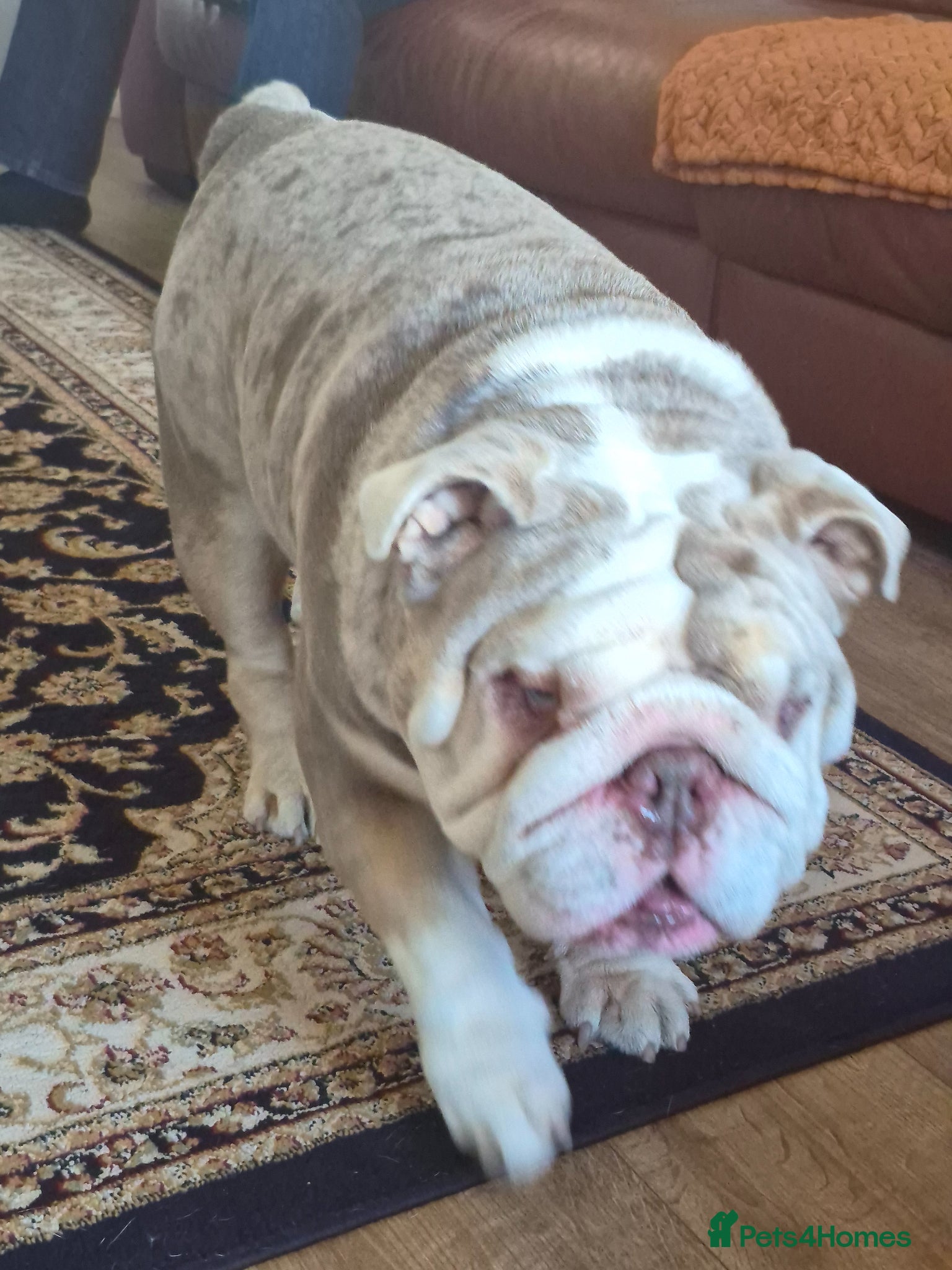 English Bulldog dogs for sale: Frank the bulldog  - Advert 4