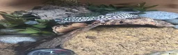 Leopard Gecko reptiles for sale: Full set up with Female Mack snow leopard gecko - Advert 5