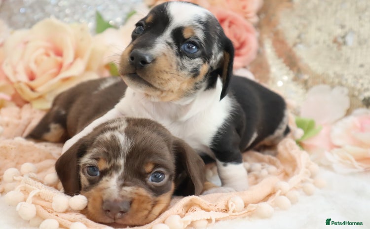 Miniature Dachshund dogs - Advert 3