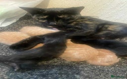 Domestic Shorthair cats for sale: 4 ginger kittens for sale  - Image 6