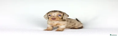 Long haired Miniature Dachshund Puppy 4