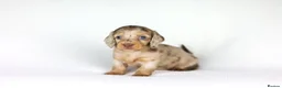 Miniature Dachshund dogs for sale: Miniature dachshund beautiful litter - Advert 22