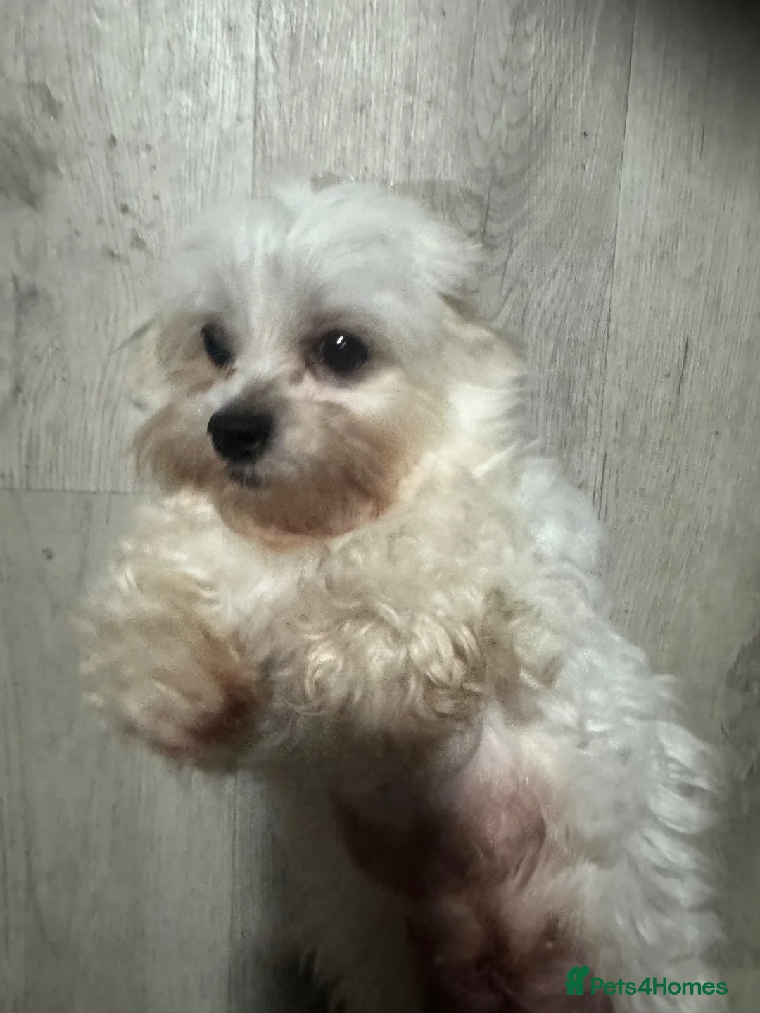 Maltipoo dogs for sale: Multipoo/boy in Stoke-on-Trent - Advert 3