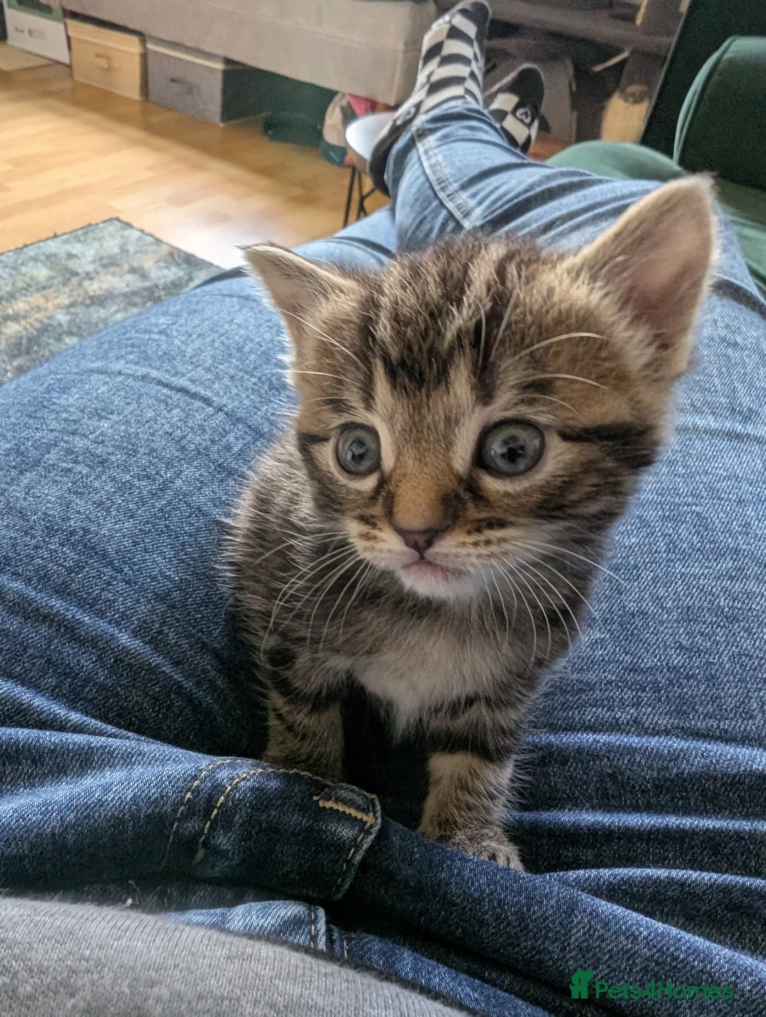 Mixed Breed cats for sale: Kittens - Advert 21