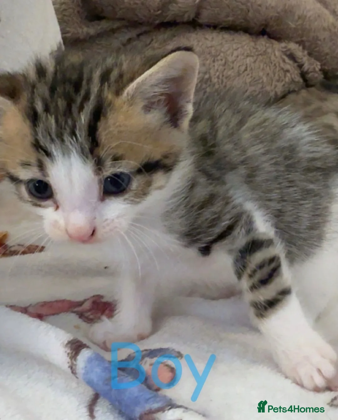 Mixed Breed cats for sale: Beautiful kittens - Advert 2