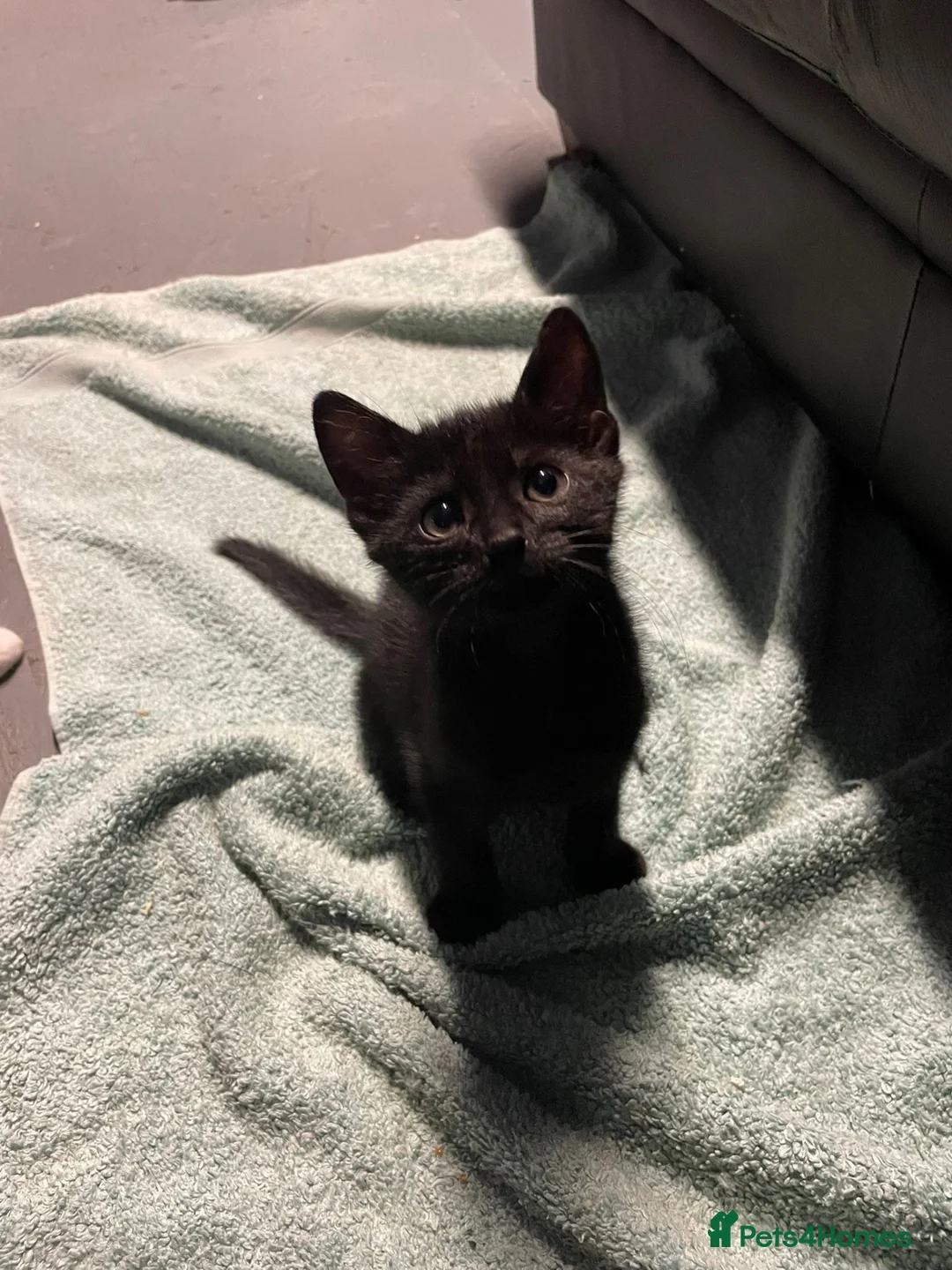Domestic Shorthair cats for sale: 6 kittens ready to be taken home - Advert 8