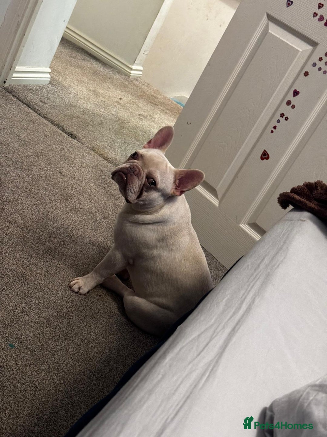 French Bulldog dogs for sale: George - Image 2