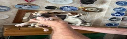 English Bull Terrier dogs for sale: English bull terrier puppies - Advert 16