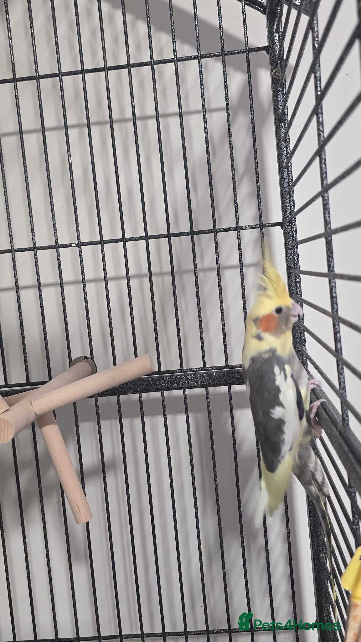 Cockatiels birds Cockatiel - Advert 1