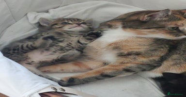 Mixed Breed cats - Advert 6