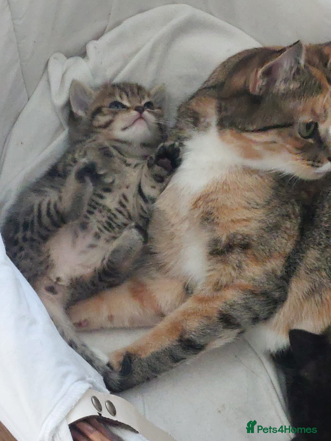Mixed Breed cats for sale: Four fluffy stress reducers looking for new homes - Image 3
