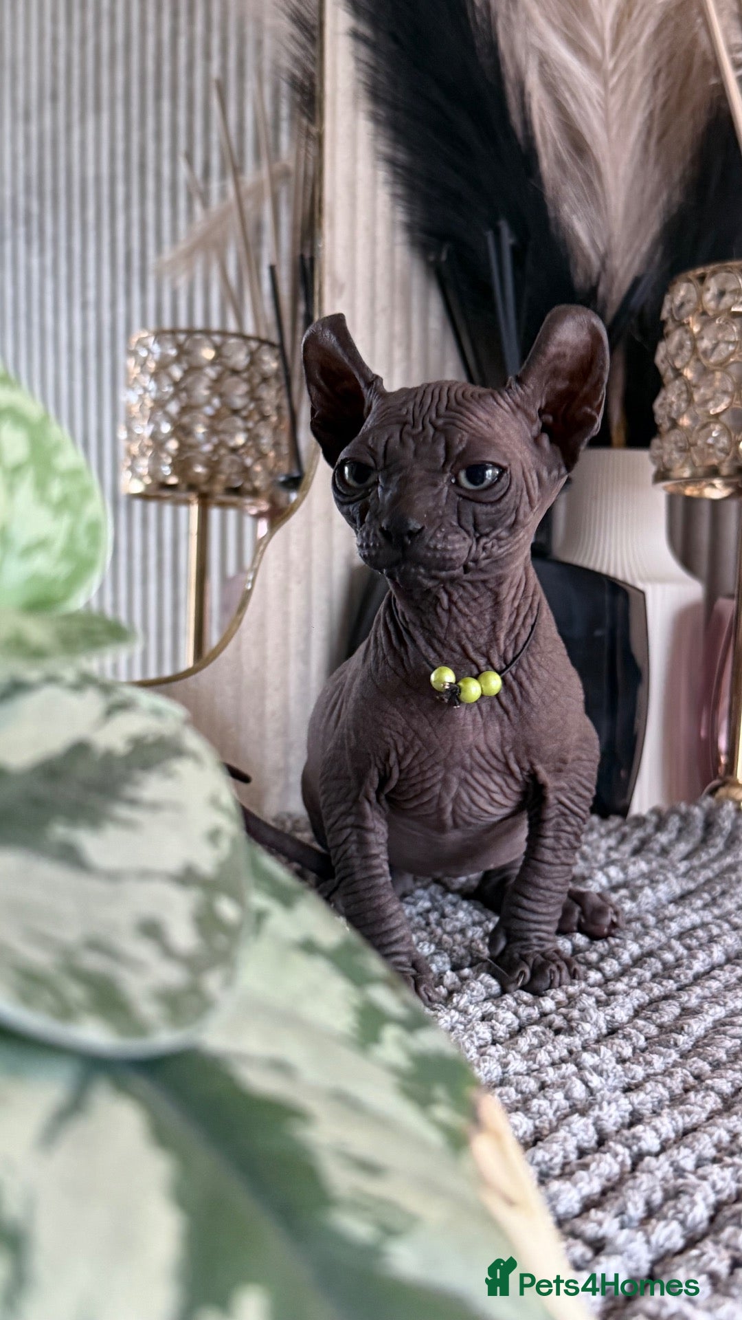 Sphynx cats Last 2 Females ❤️🌺Ready to go !Weekend!!🌺 - Advert 9