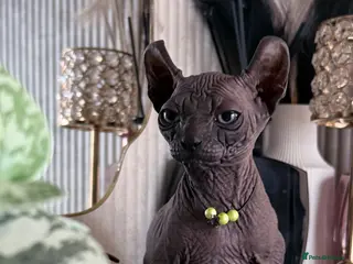 Sphynx cats Last 2 Females ❤️🌺Ready to go !Weekend!!🌺 - Advert 9