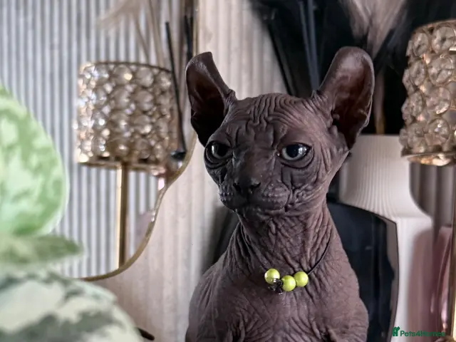 Sphynx cats Last 2 Females ❤️🌺Ready to go !Weekend!!🌺 - Advert 9