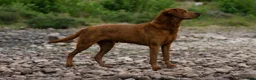 Labrador Retriever dogs for stud: Fully health tested proven lab studs - Advert 3