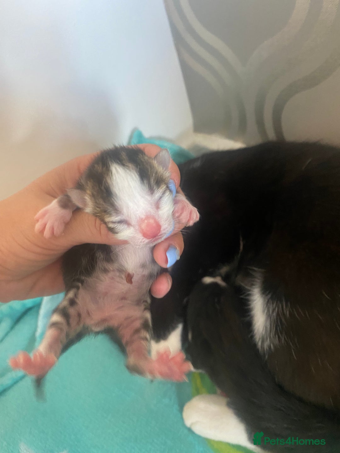 Mixed Breed cats for sale: Kittens  - Image 7