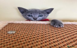 Russian Blue cats for sale: Pure Breed Russian Blue TICA registered  - Image 5