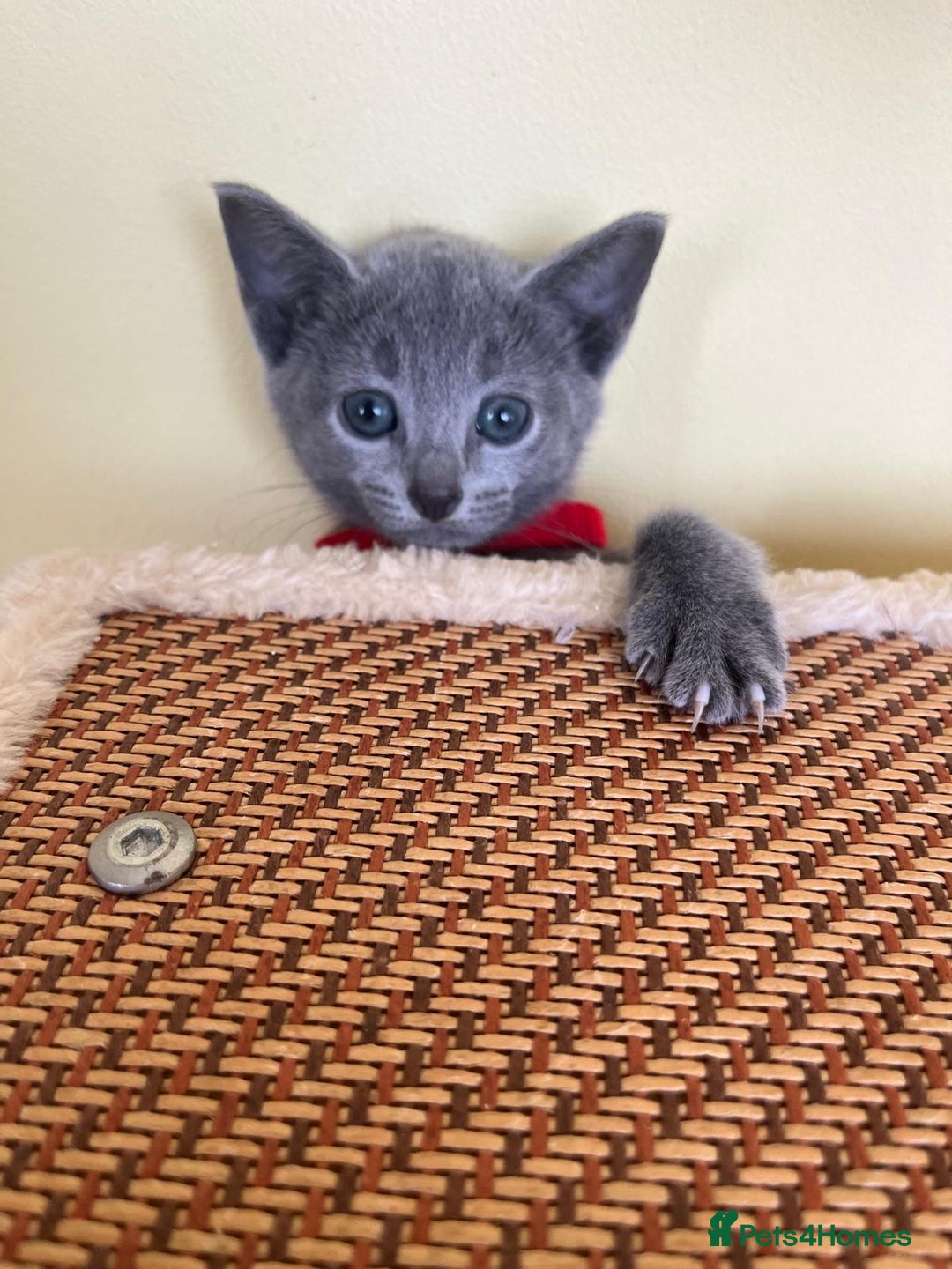 Russian Blue cats for sale: Pure Breed Russian Blue TICA registered  - Image 5