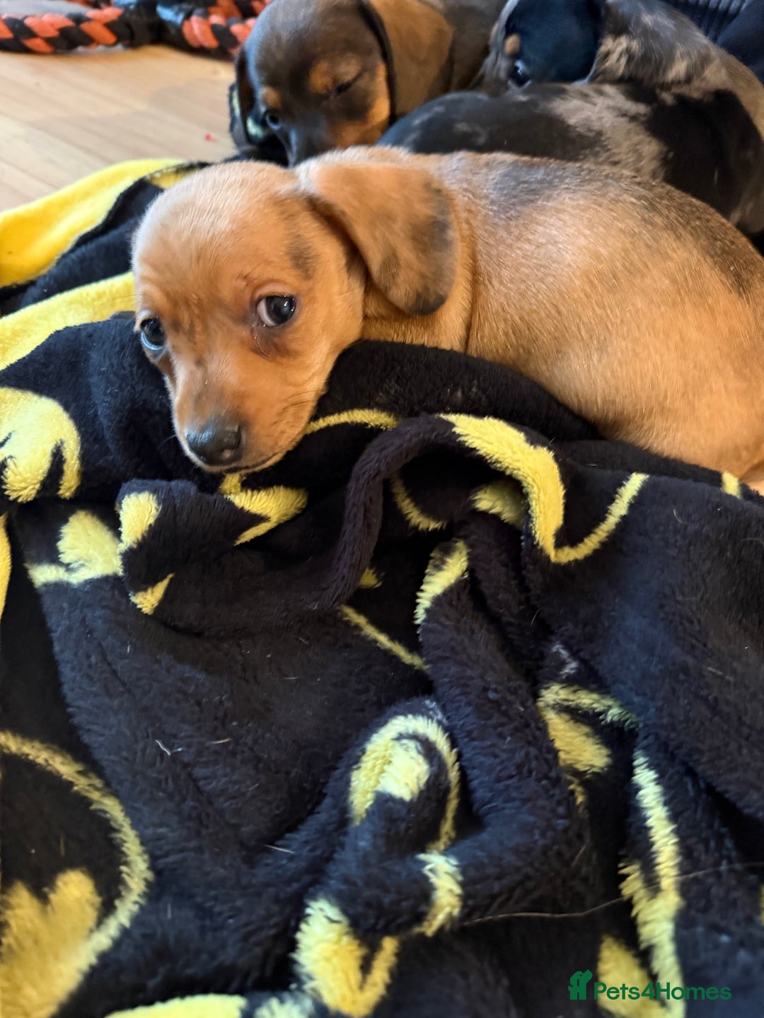 Dachshund dogs for sale: Dachshund puppies for sale  - Advert 10