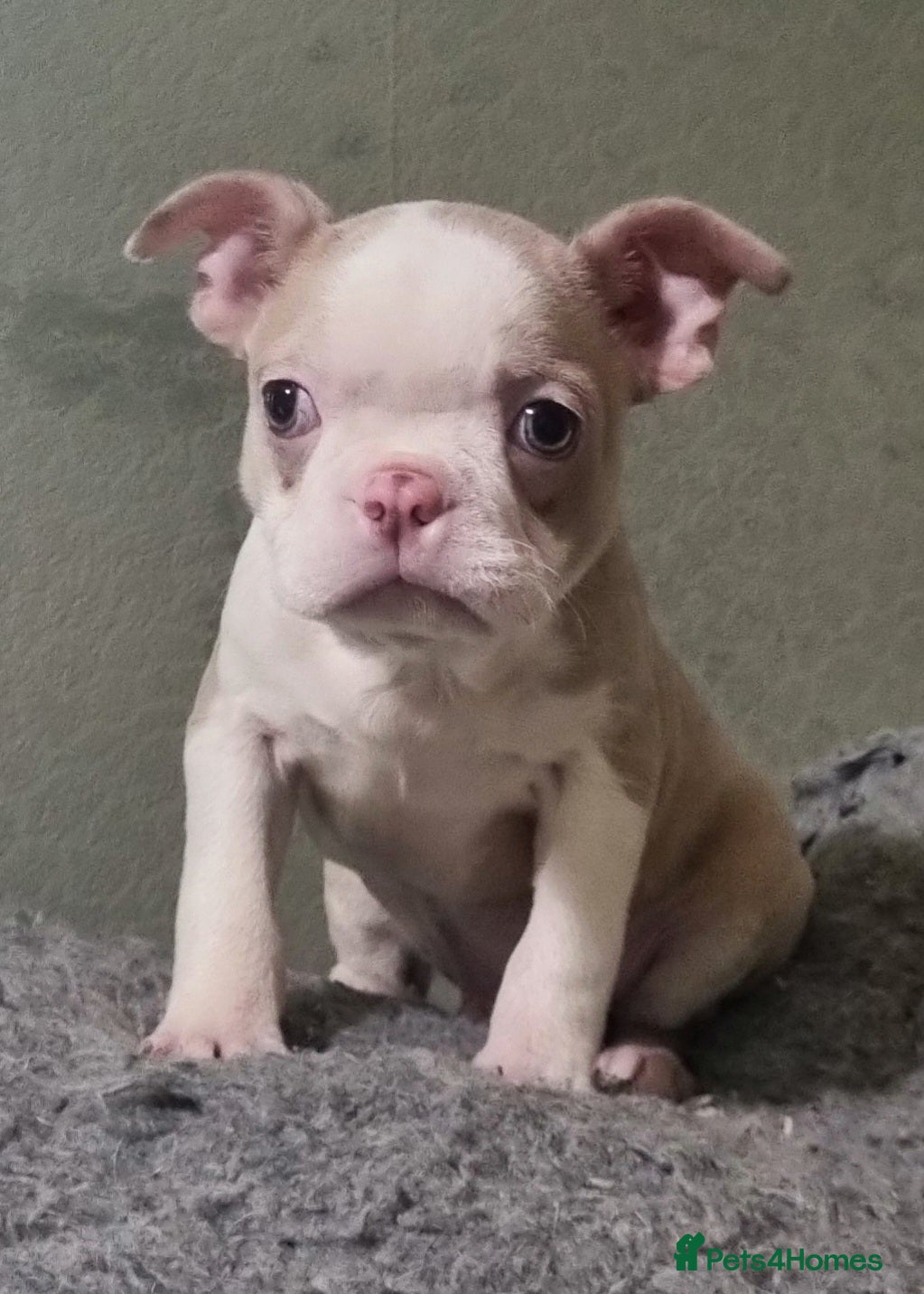 Boston Terrier dogs Stunning Lilac Boston Terrier  5* KC - Advert 2