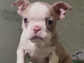 Boston Terrier dogs Stunning Lilac Boston Terrier 5* KC - Advert 2