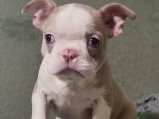 Boston Terrier dogs Stunning Lilac Boston Terrier 5* KC - Advert 3