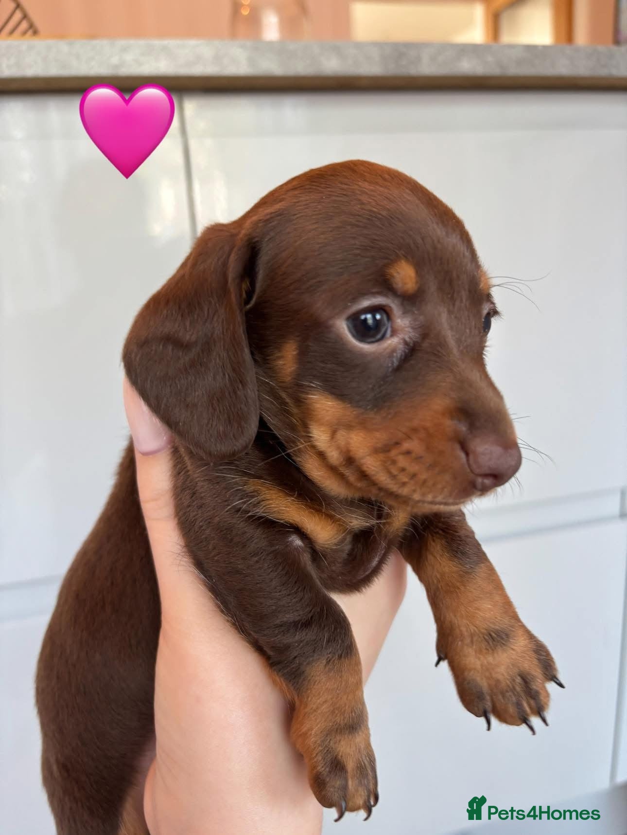 Miniature Dachshund dogs 2 Miniature Daschund's for sale READY IN 3 WEEKS - Advert 1