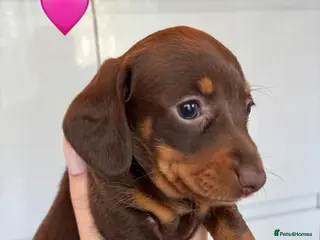 Miniature Dachshund dogs 2 Miniature Daschund's for sale READY IN 3 WEEKS - Advert 1