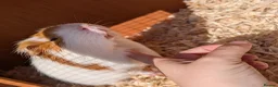 Guinea Pig rodents for sale: Male guinea pig - Advert 3