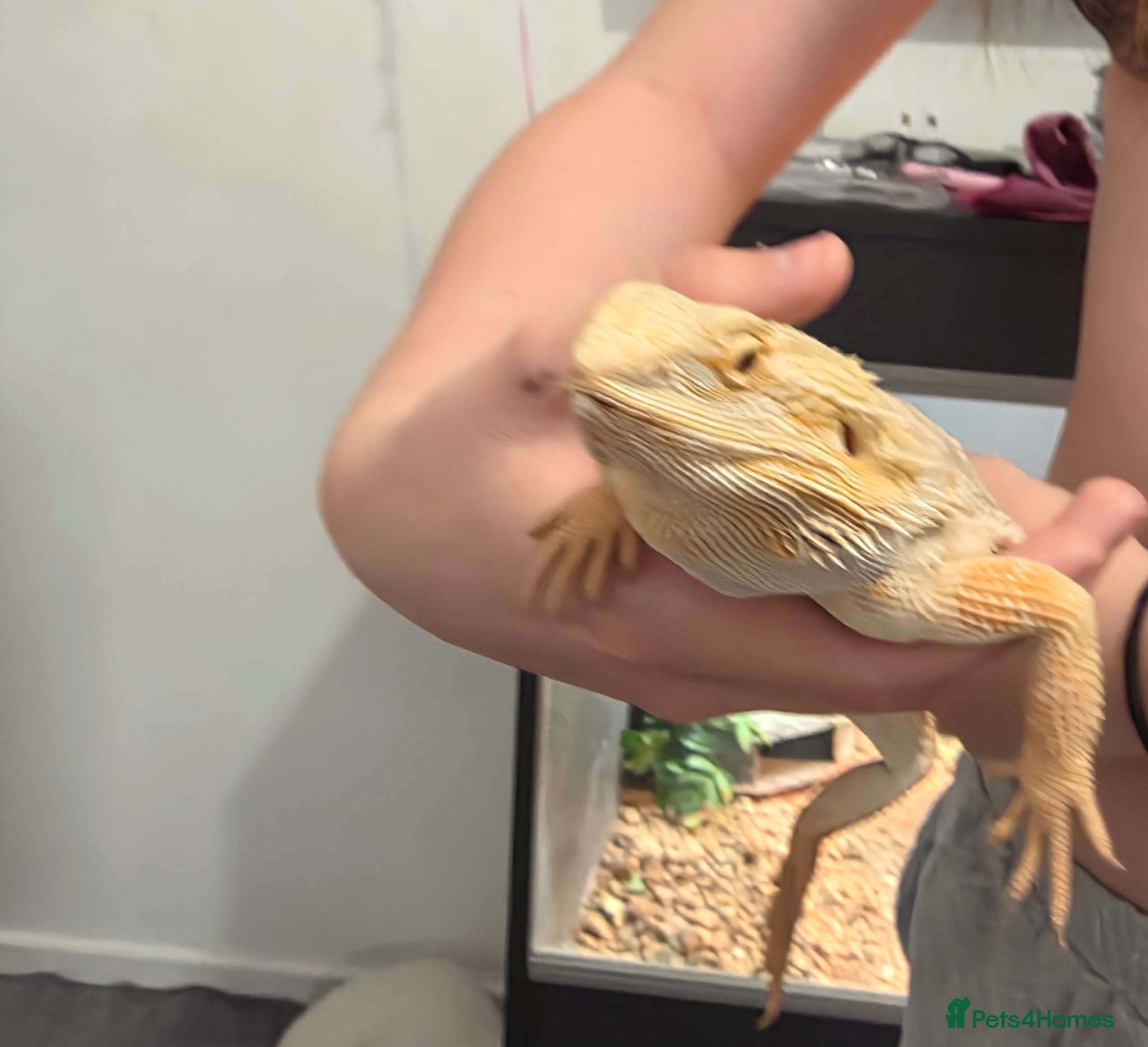 Dragon reptiles Bearded dragon full setup  - Advert 11