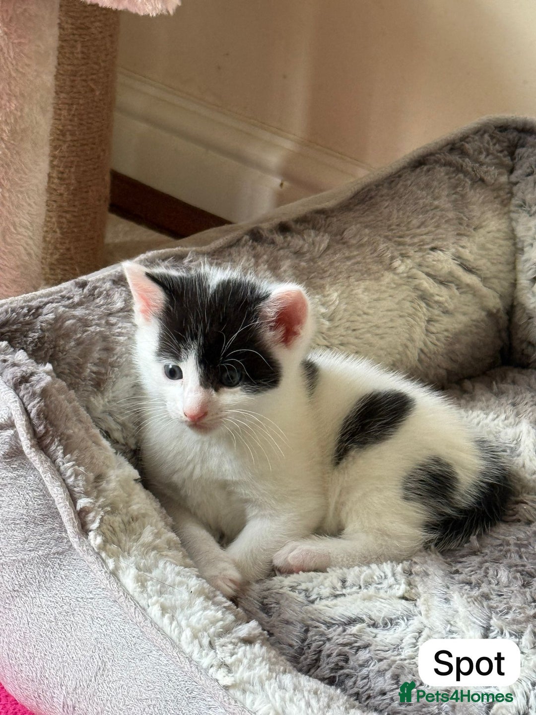 British Shorthair cats for sale: Kittens for sale - Image 5