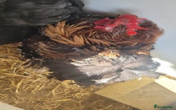 Chickens poultry for sale: 5 Male Pekin Bantams - Image 3