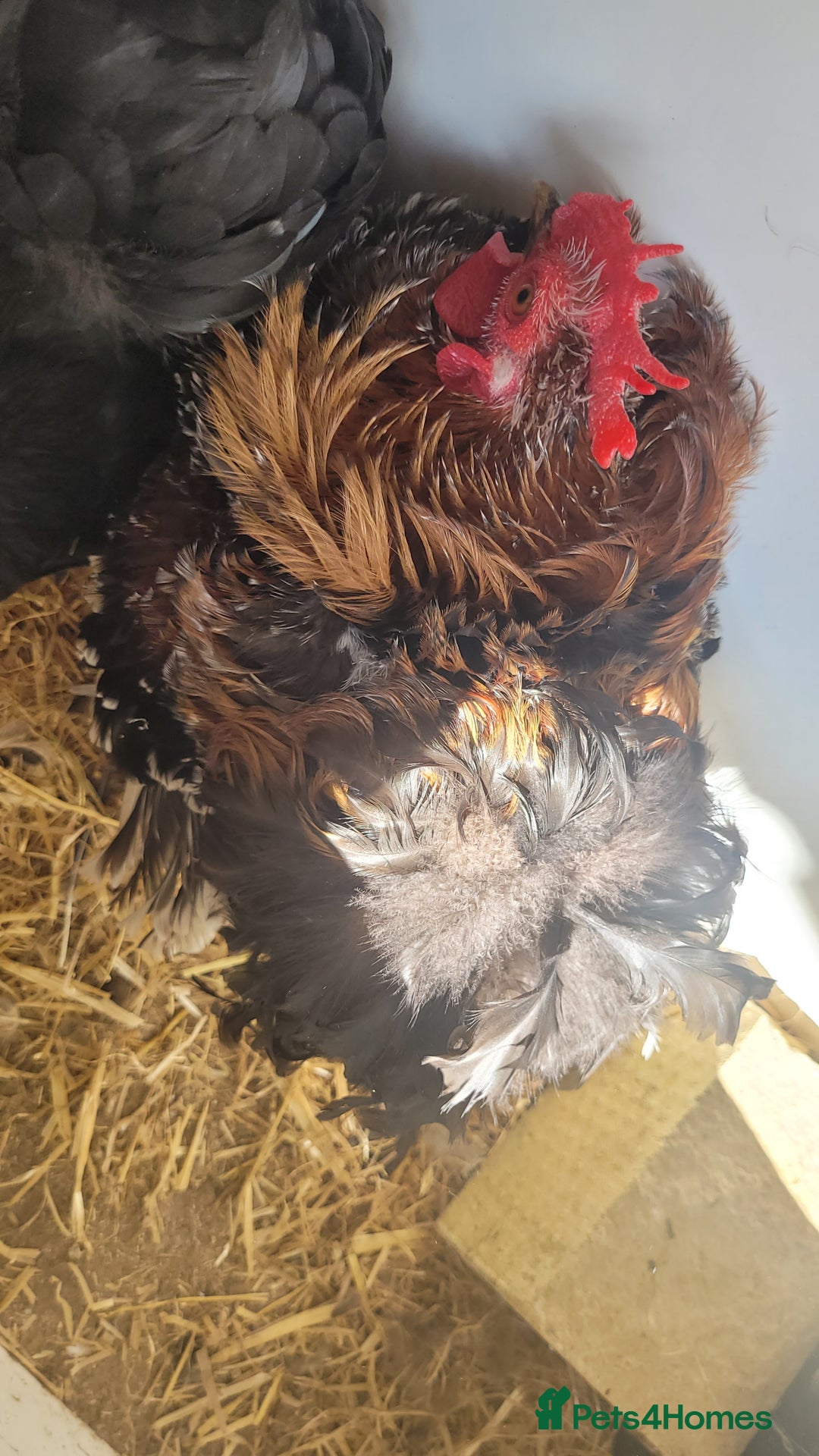Chickens poultry for sale: 5 Male Pekin Bantams - Image 3