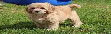 Cavapoochon Puppy 4