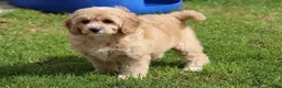 Cavapoochon dogs for sale: Beautiful Cavapoochon puppies for sale - Advert 23