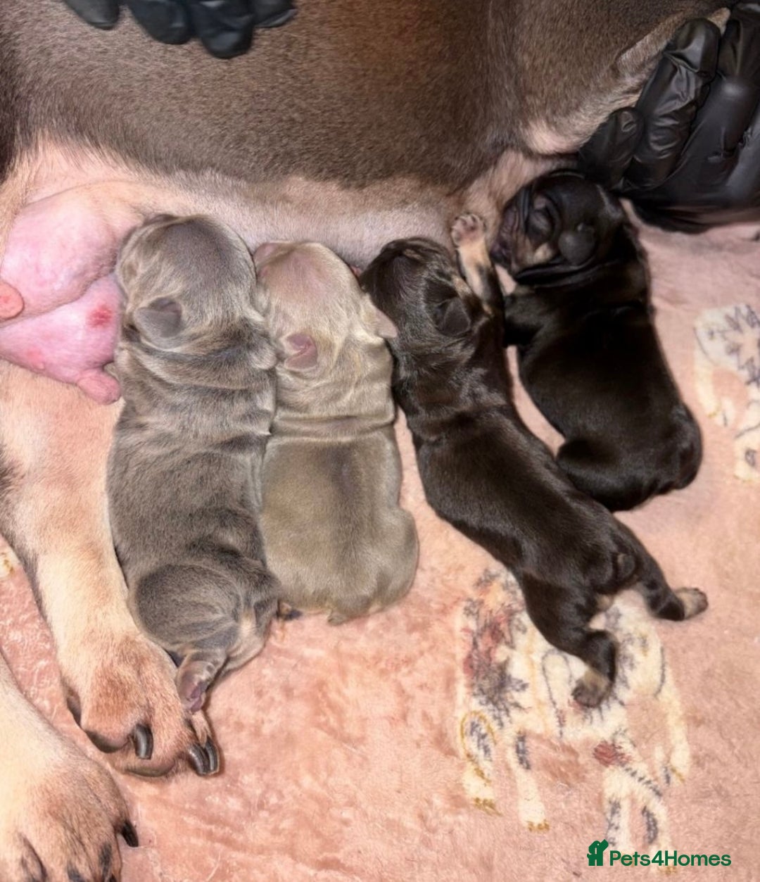 French Bulldog dogs for sale: *amazing quality frenchies* - Advert 1