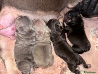 French Bulldog dogs *amazing quality frenchies* - Advert 1