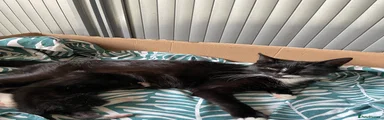 Domestic Shorthair 1