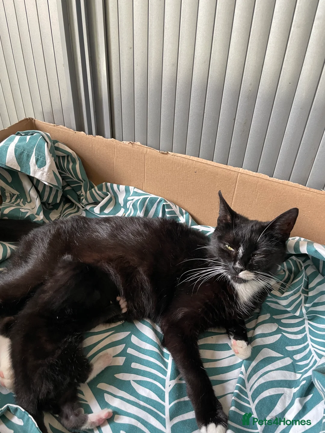 Domestic Shorthair cats for sale: 12-Week-Old Tuxedo Kitten (read description) - Advert 2