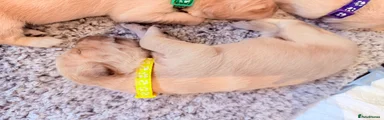 Golden Retriever 4