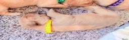 Golden Retriever dogs for sale: Golden retriever puppies  - Advert 7