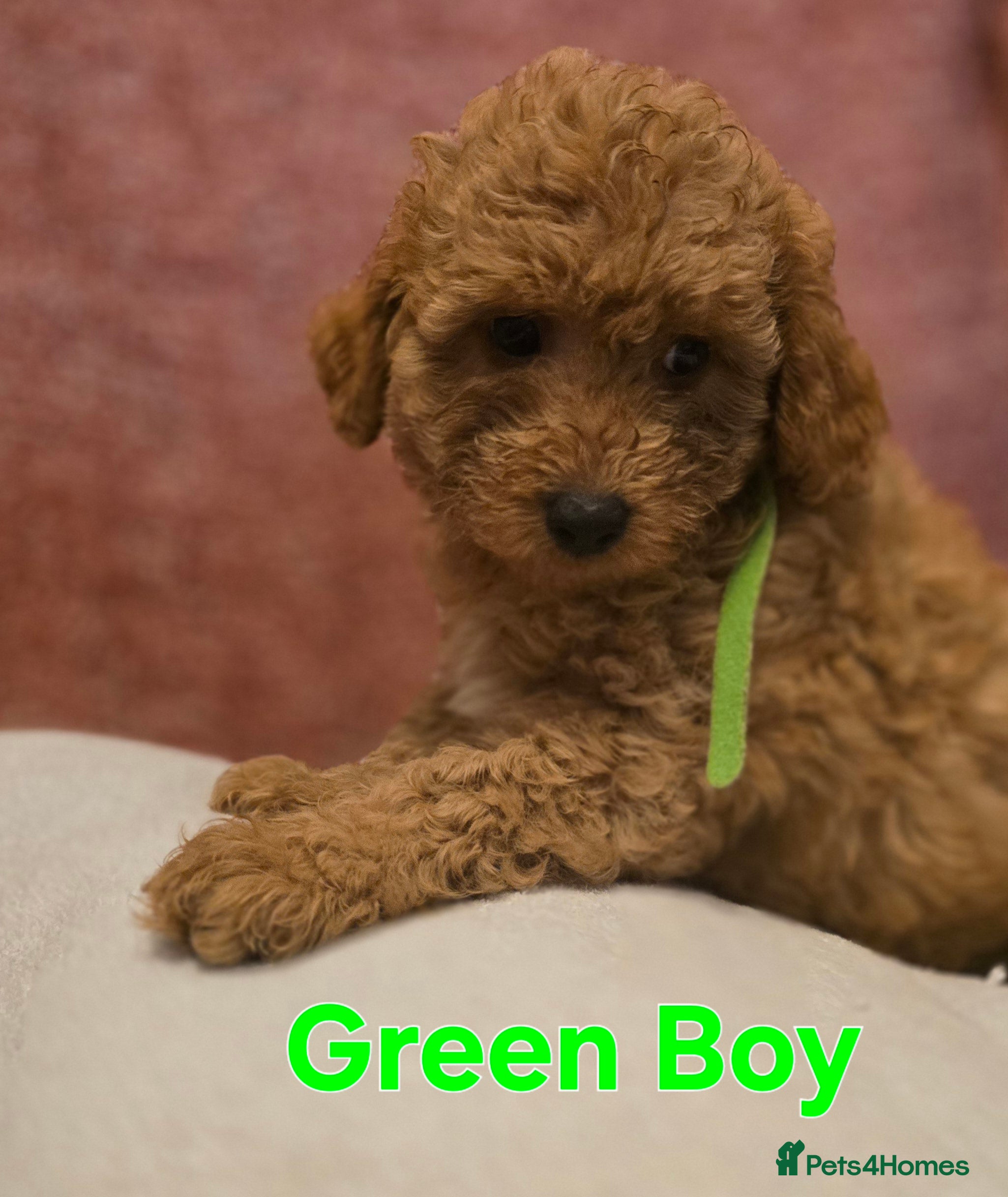 Maltipoo dogs 🐶4 gorgeous maltipoo pups, can leave tomorrow🐶 - Advert 1