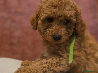 Maltipoo dogs 🐶4 gorgeous maltipoo pups, can leave tomorrow🐶 - Advert 1