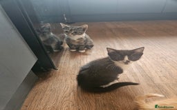 Mixed Breed cats for sale: Friendly Lovely Kittens  - Image 7