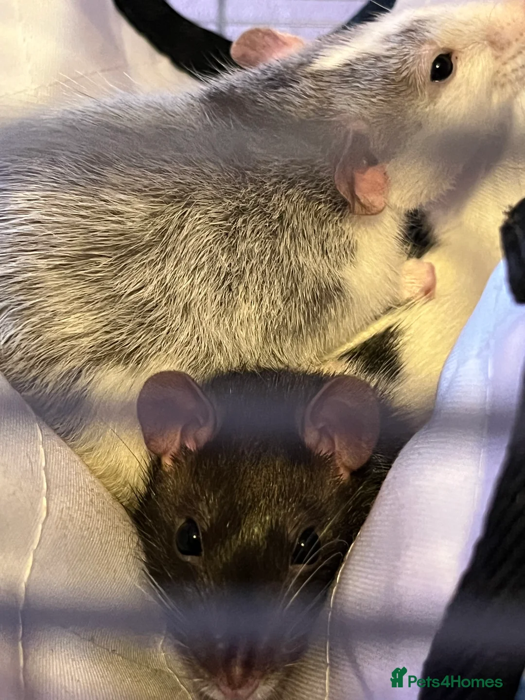 Rat rodents for sale: Rats for rehoming - Advert 1