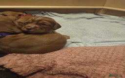 Cocker Spaniel dogs for sale: Beautiful cocker spaniel pups  - Image 10