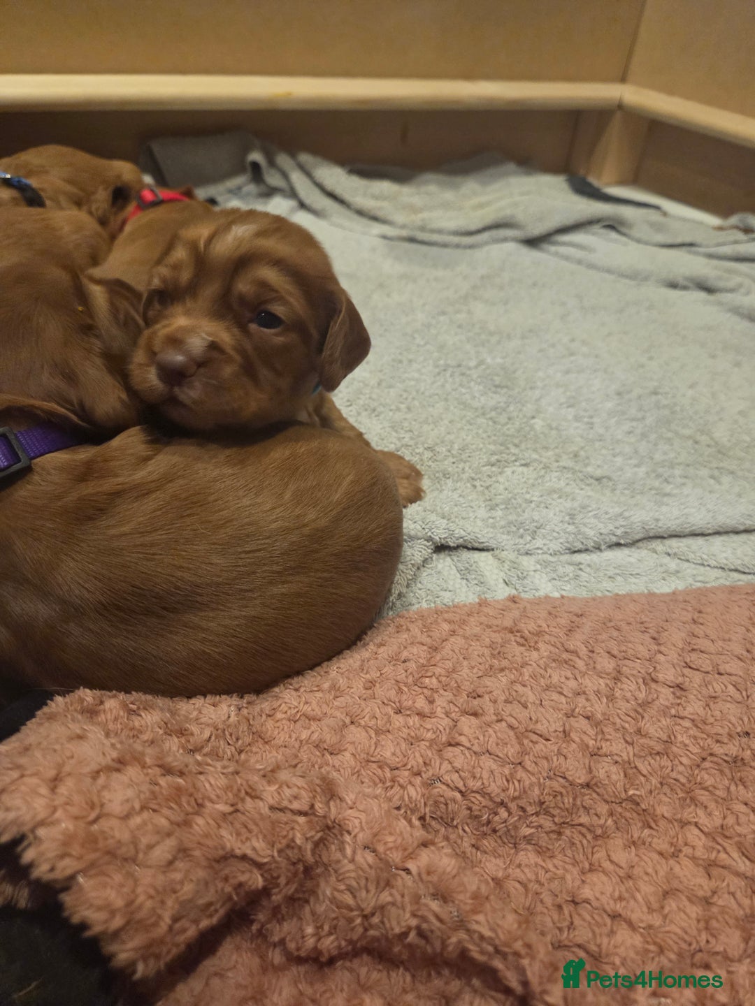 Cocker Spaniel dogs for sale: Beautiful cocker spaniel pups  - Image 10