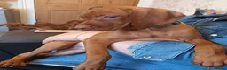 Hungarian Vizsla dogs for sale: * 1 Beautiful Girl Ready For Her New Home * * - Advert 32