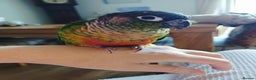 Conures birds for sale: The bird is called Tia - Advert 4