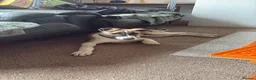 Lurcher dogs for sale: Lurcher Puppy in Bishops Castle - Advert 4